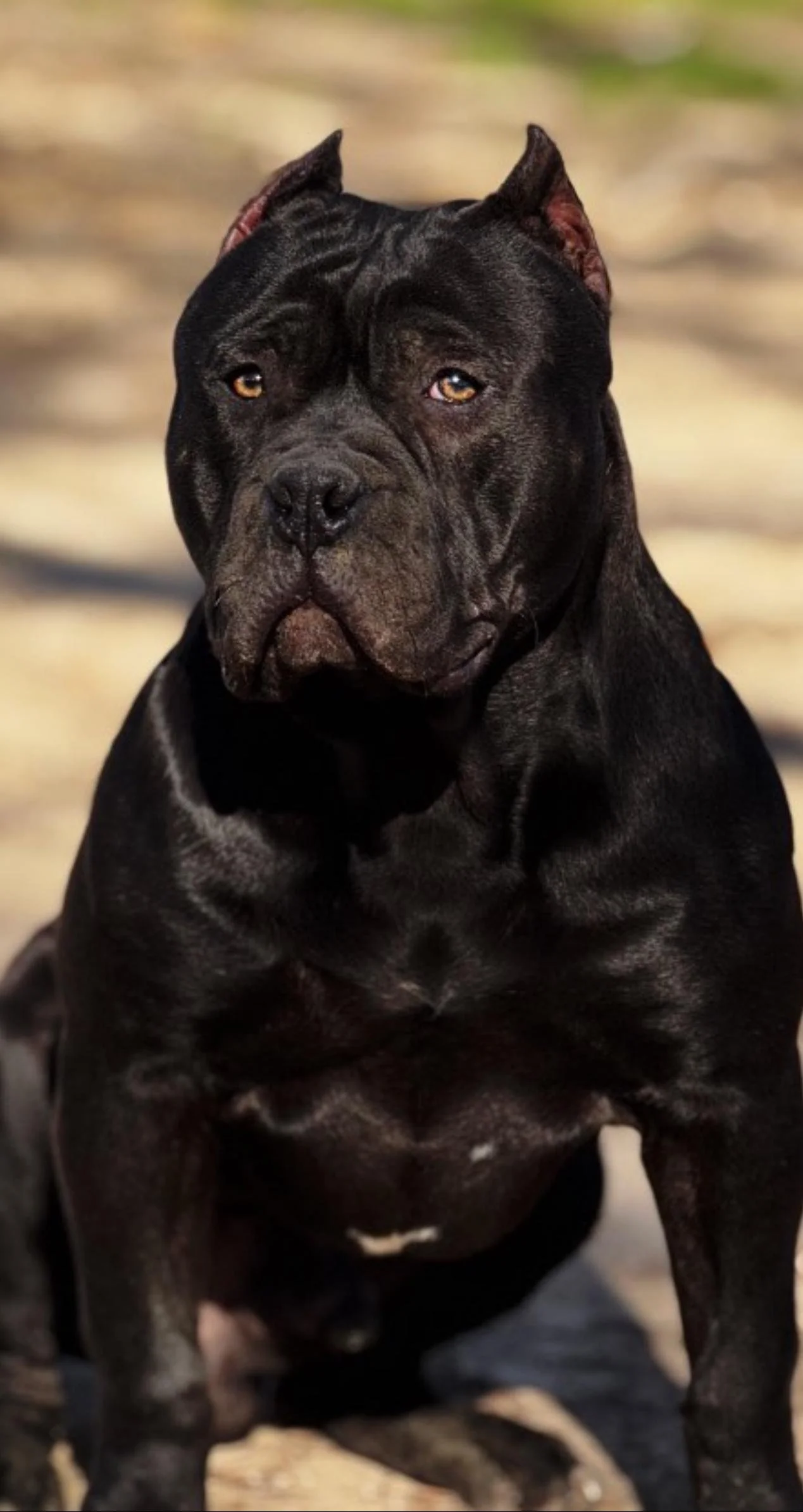 Productions | Explore Quality Breeding - Join Us Today — Sambakennels